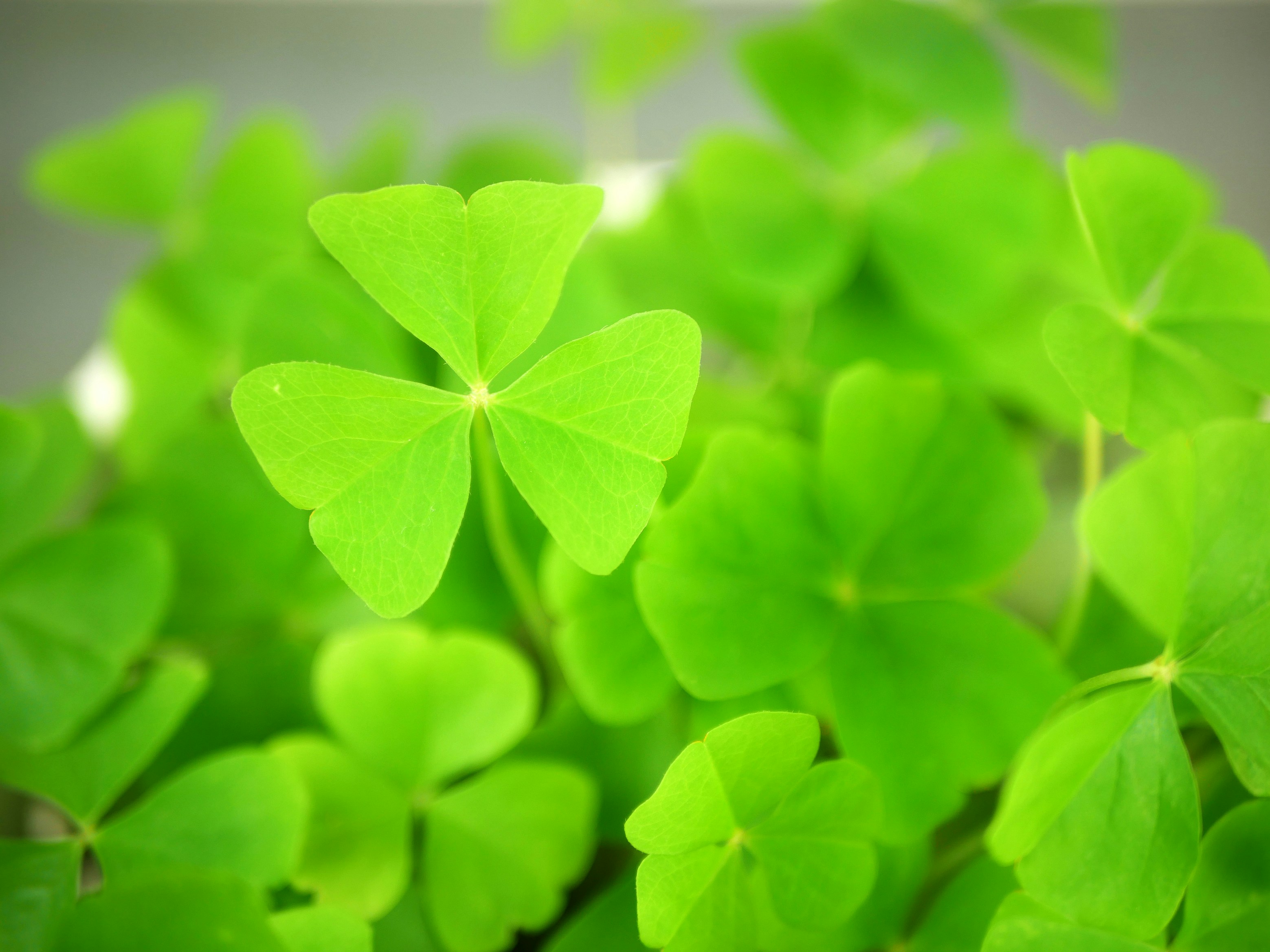 shamrock plant