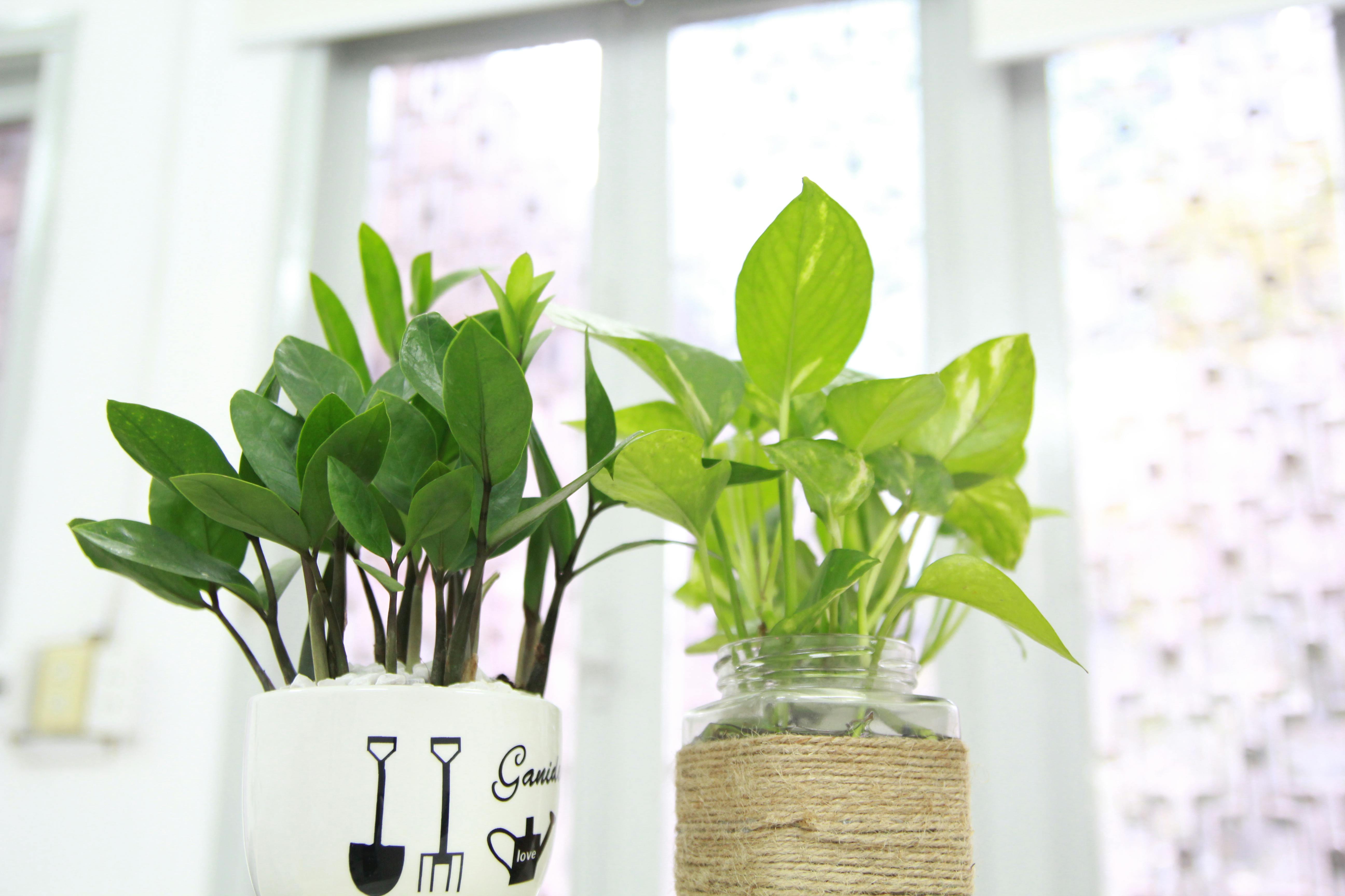 small house plants