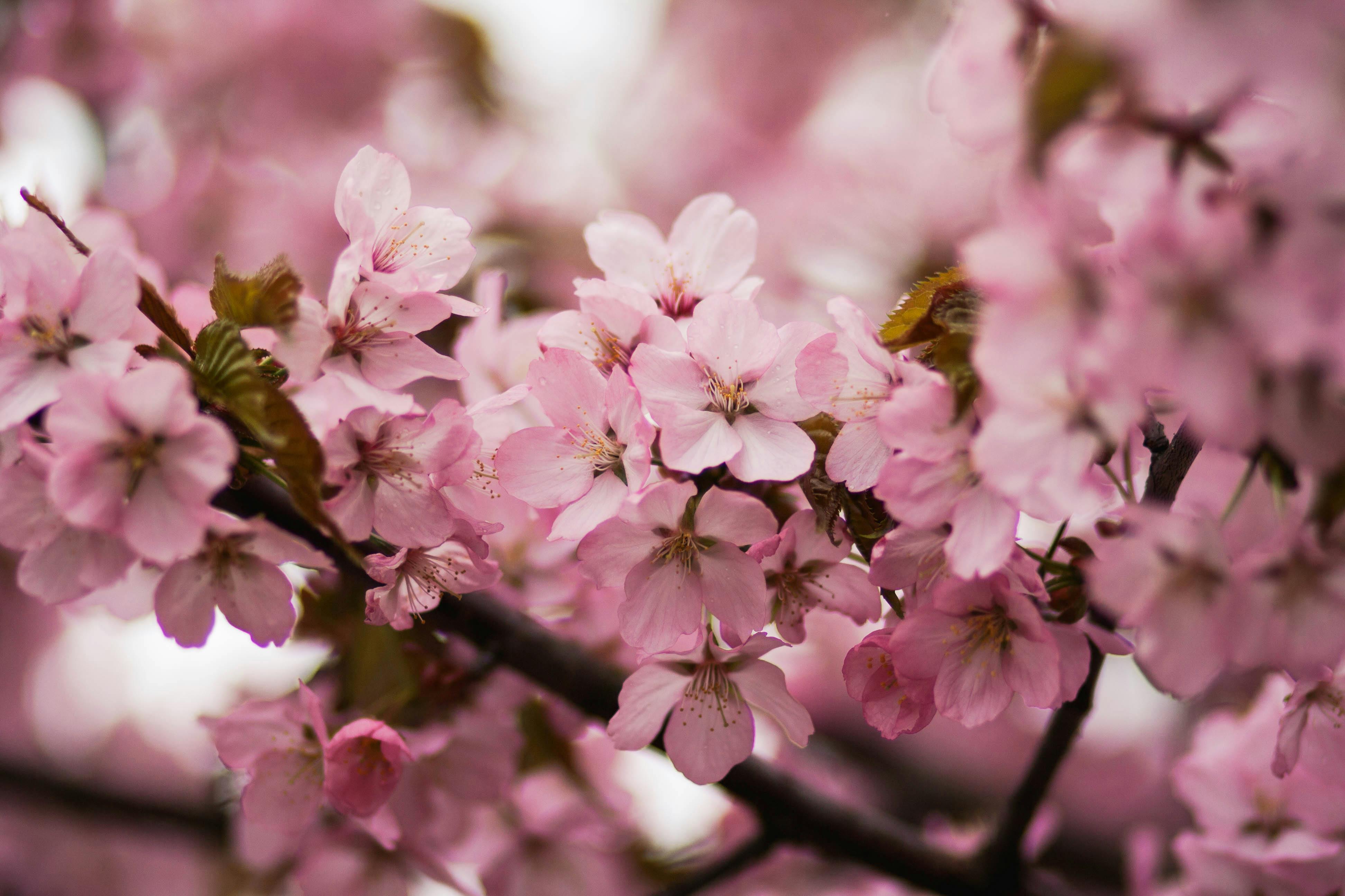 blooming cherry blossom tree