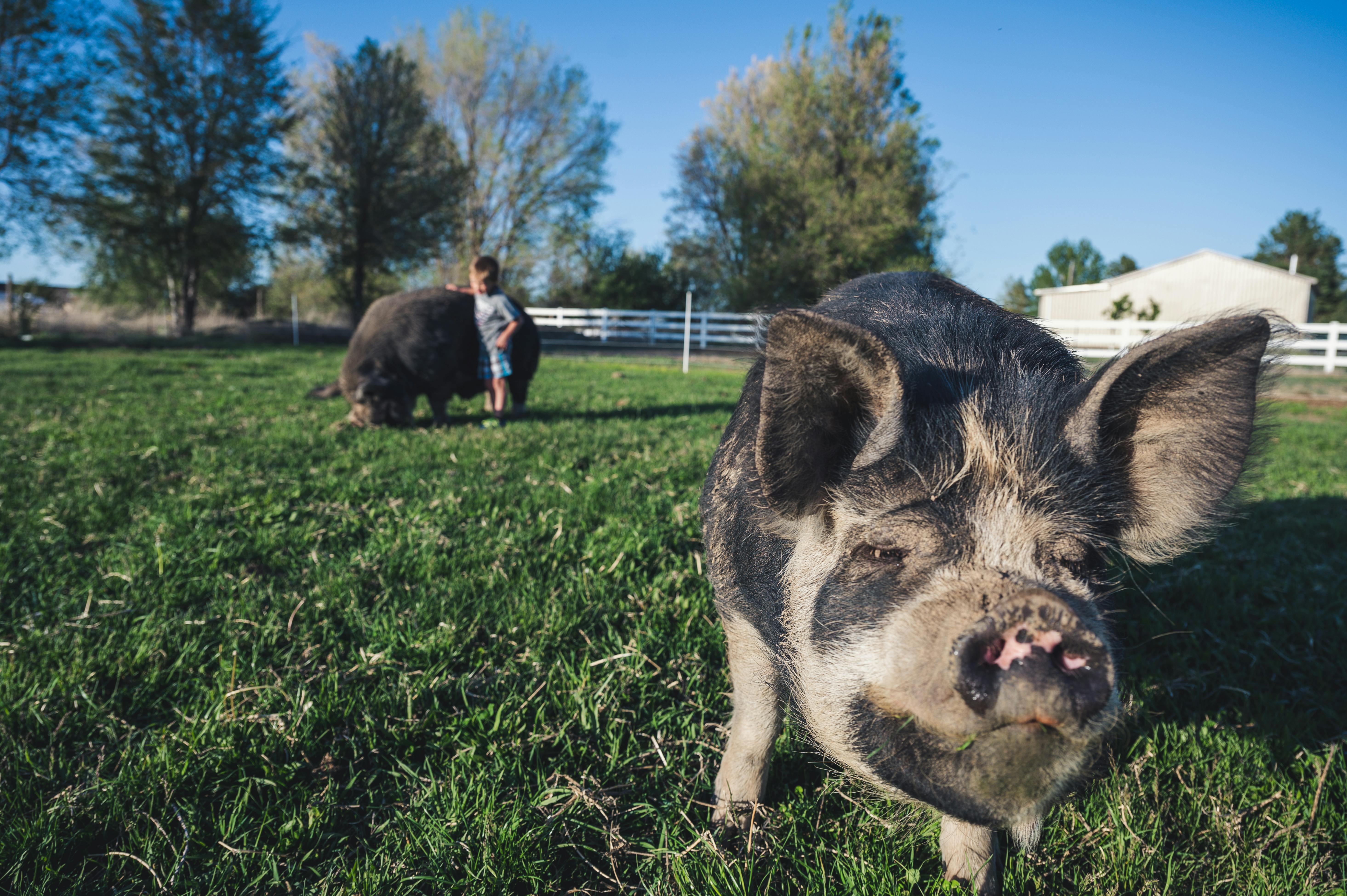 Pigs in a field