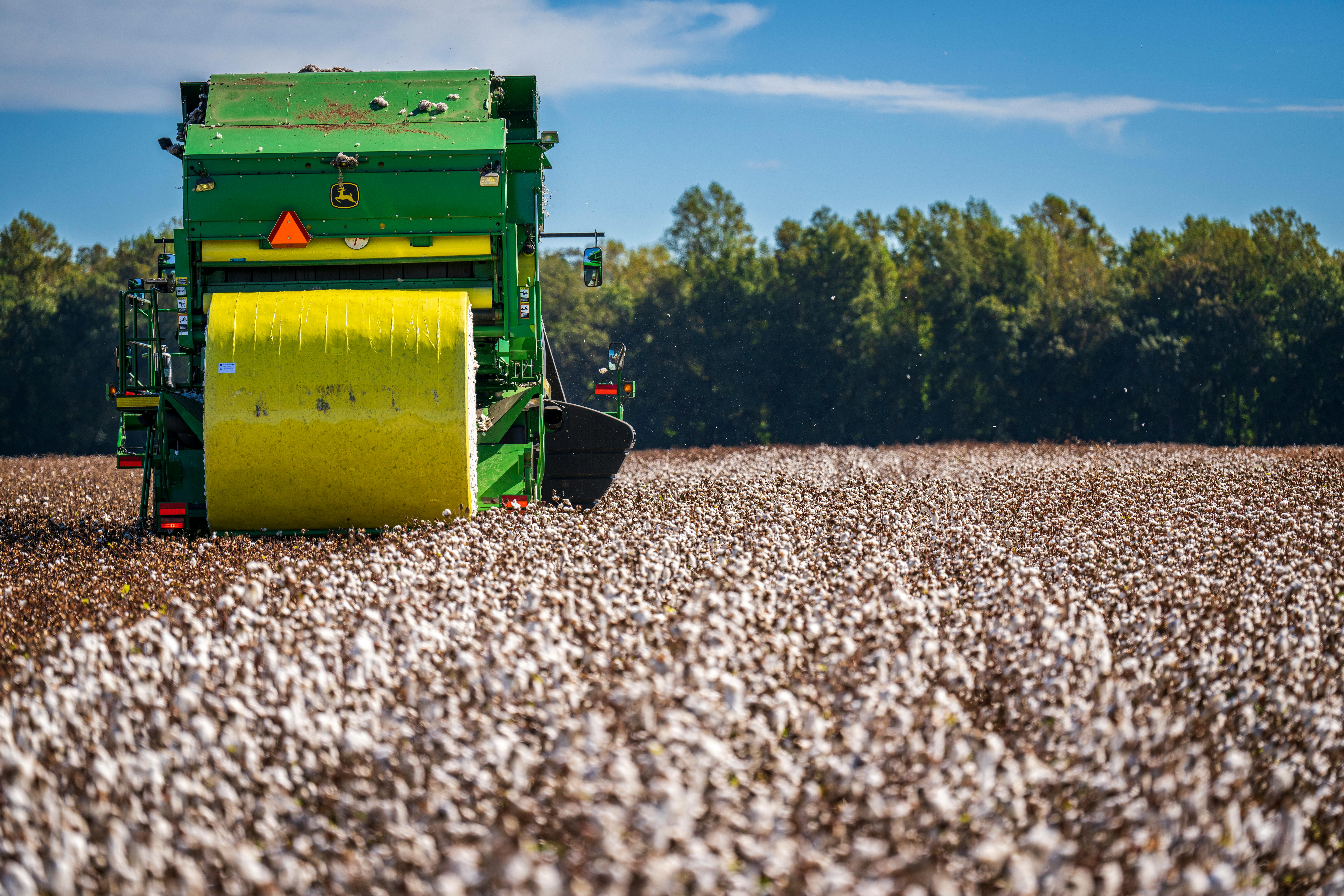 cotton harvesting