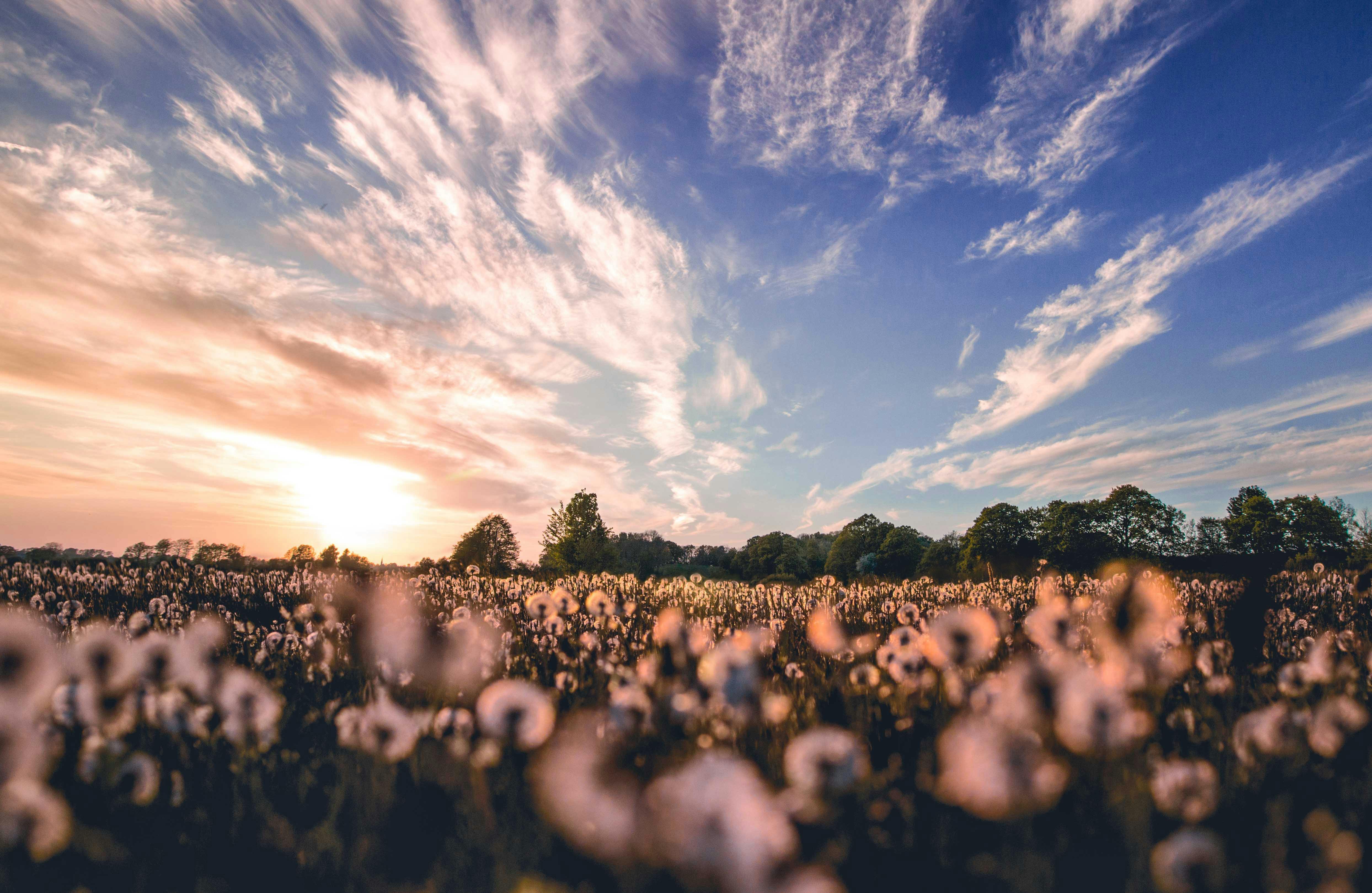 cotton field