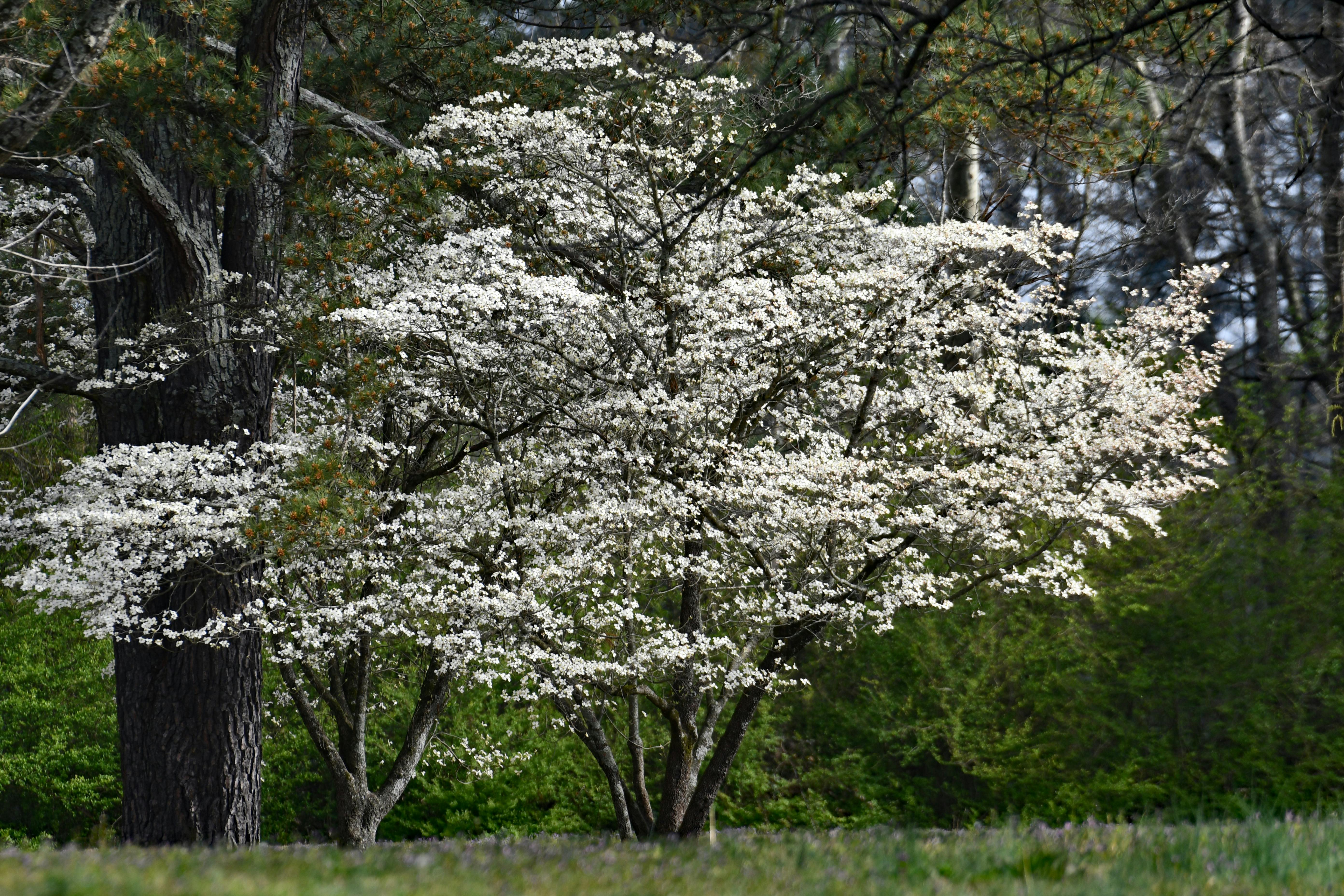 dogwood tree in a forest