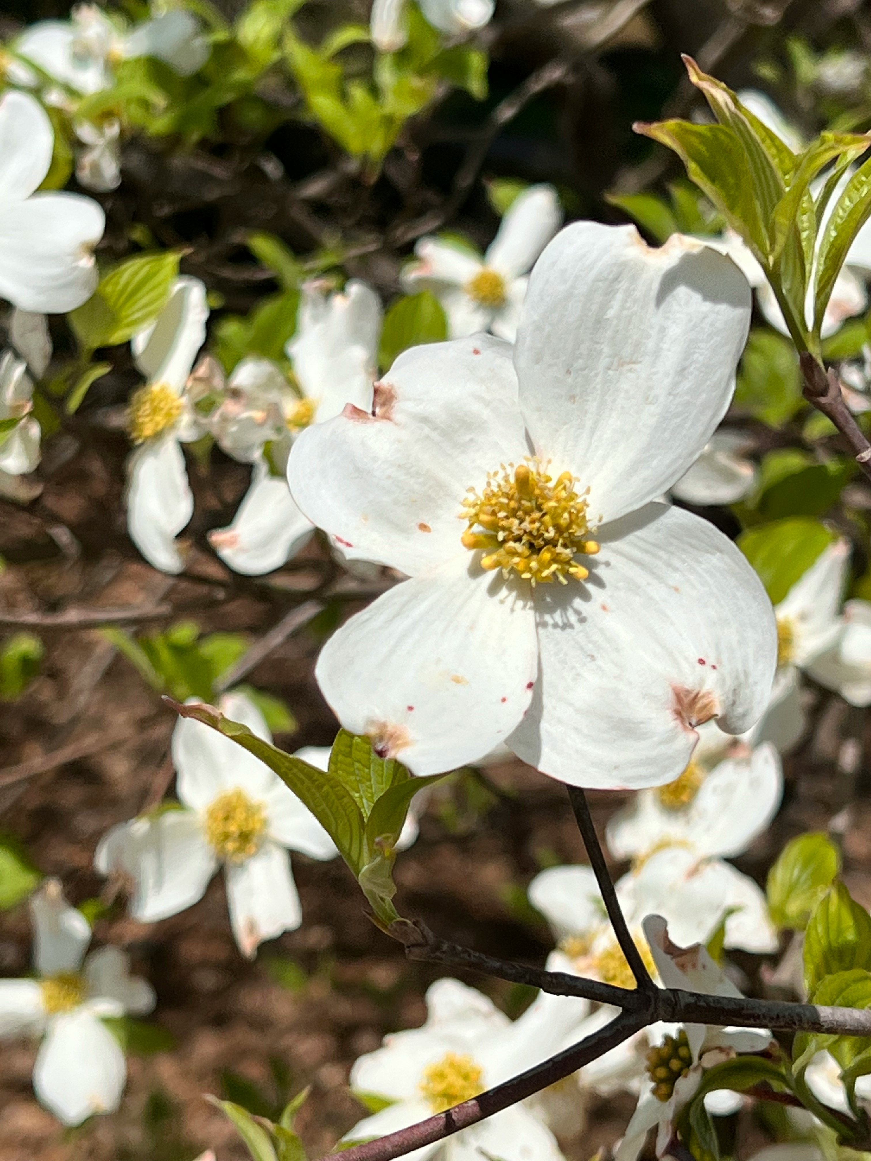 dogwood bloom