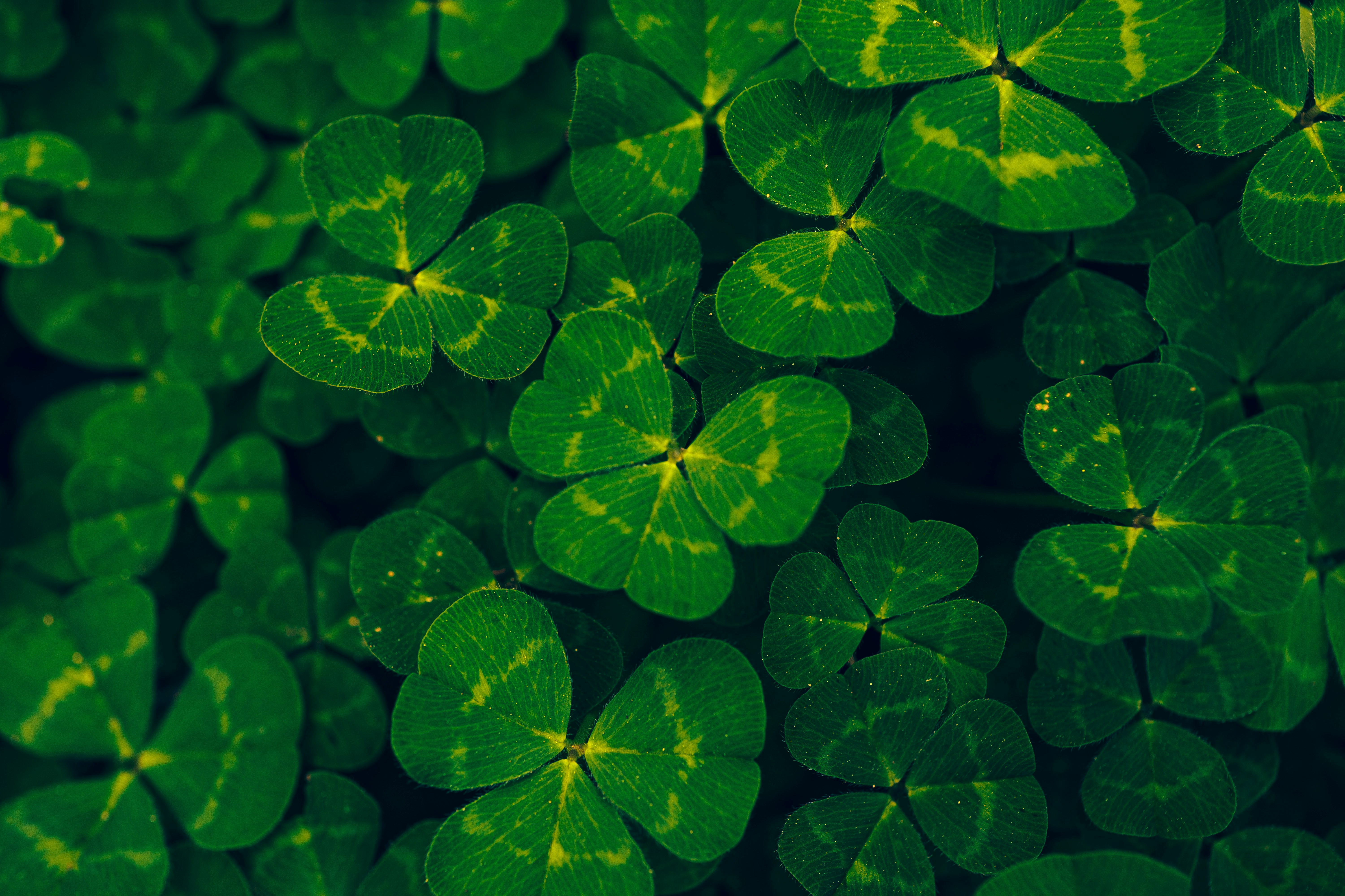 clovers