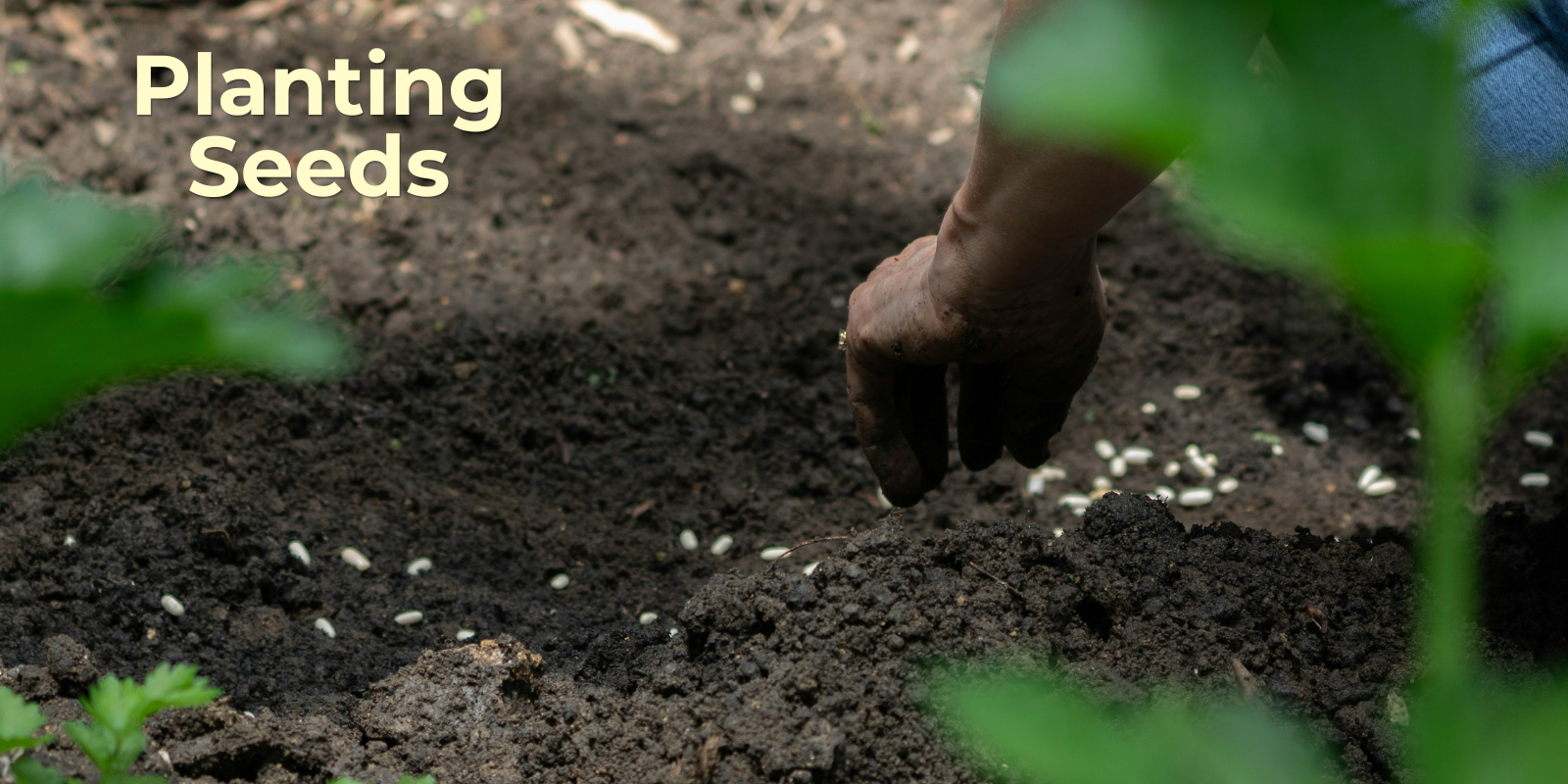 Planting Seeds
