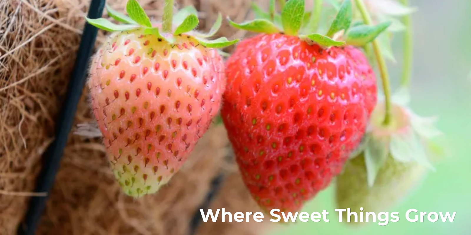 Where sweet things grow