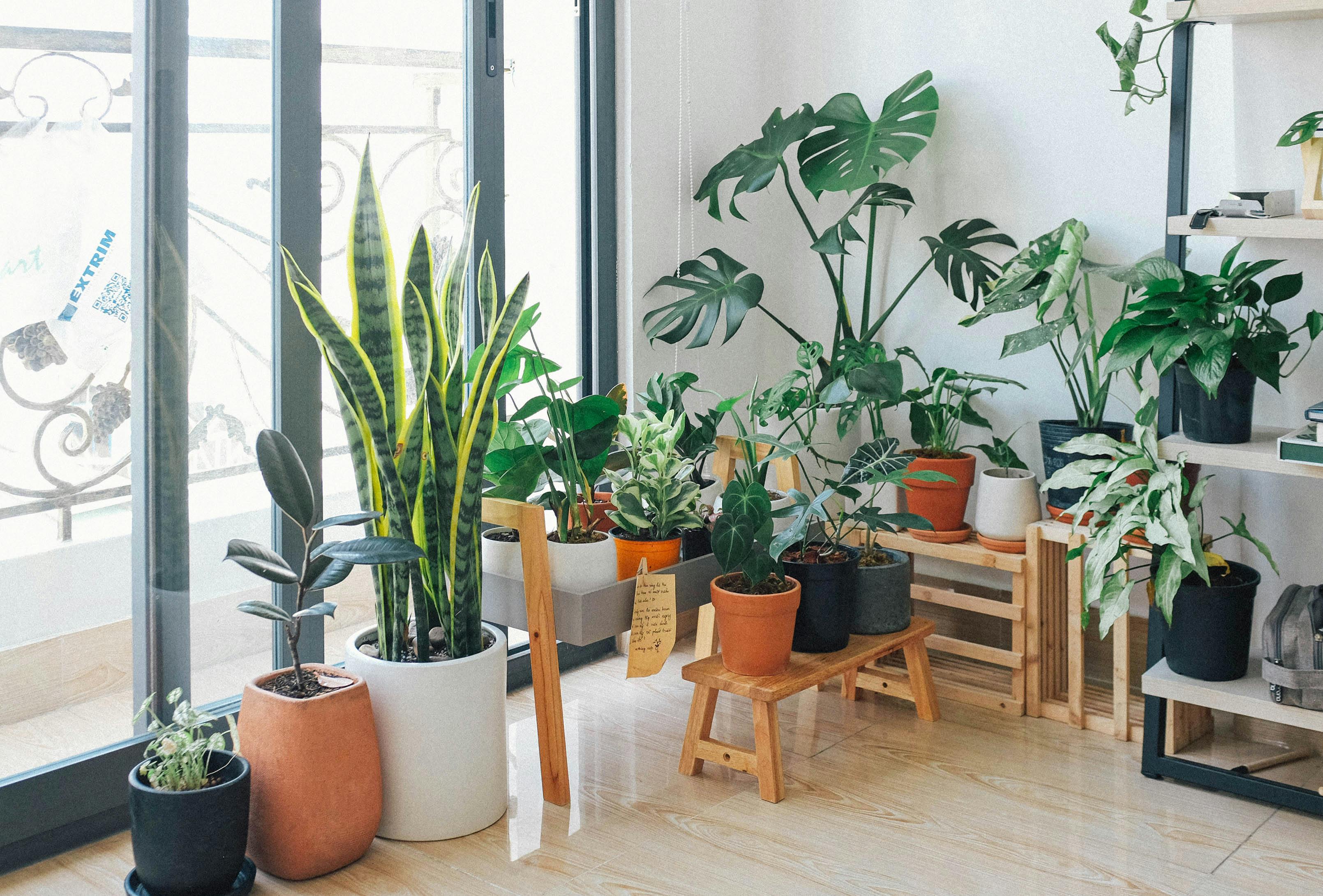 indoor potted plants