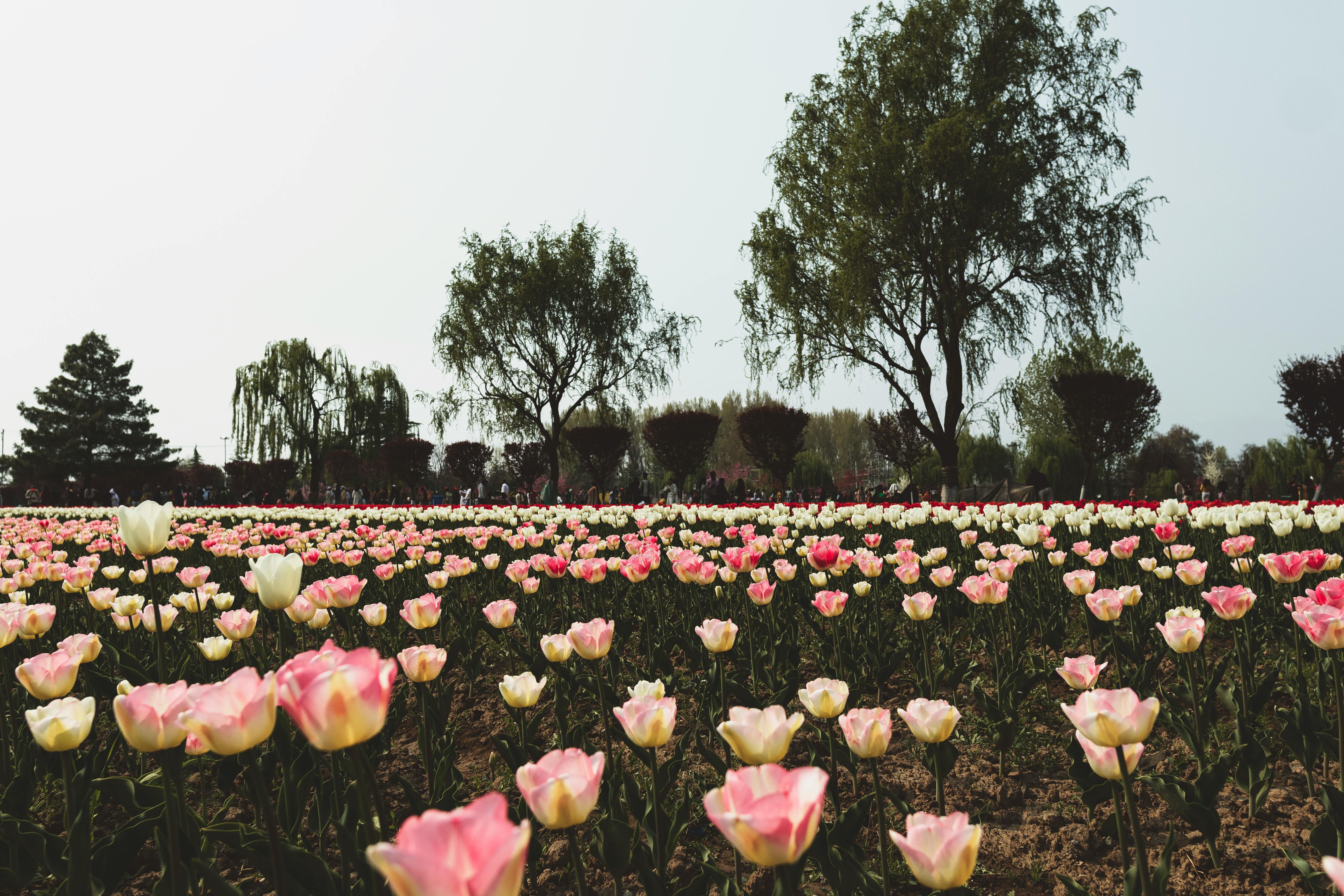 field of tulips