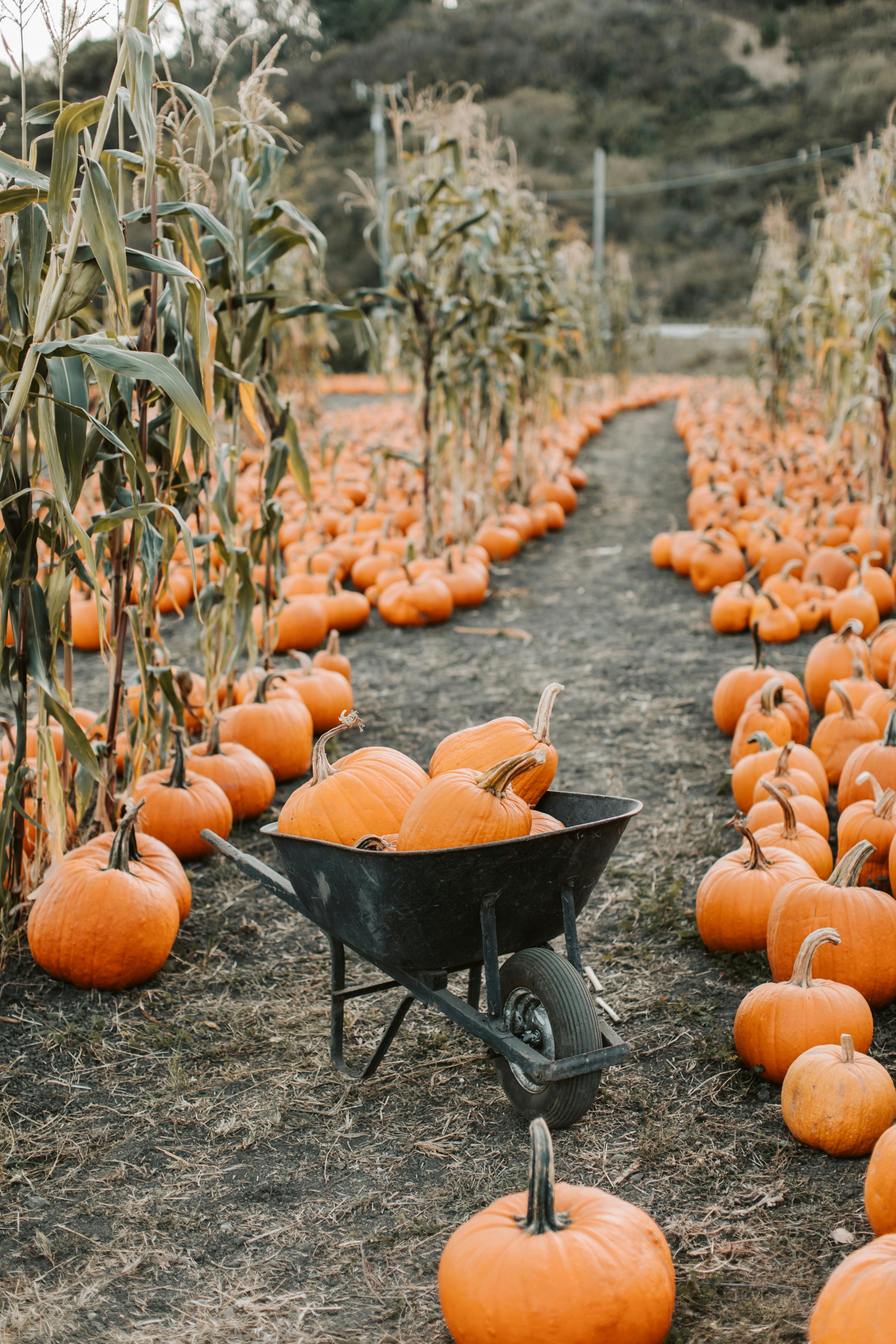 pile of pumpkins