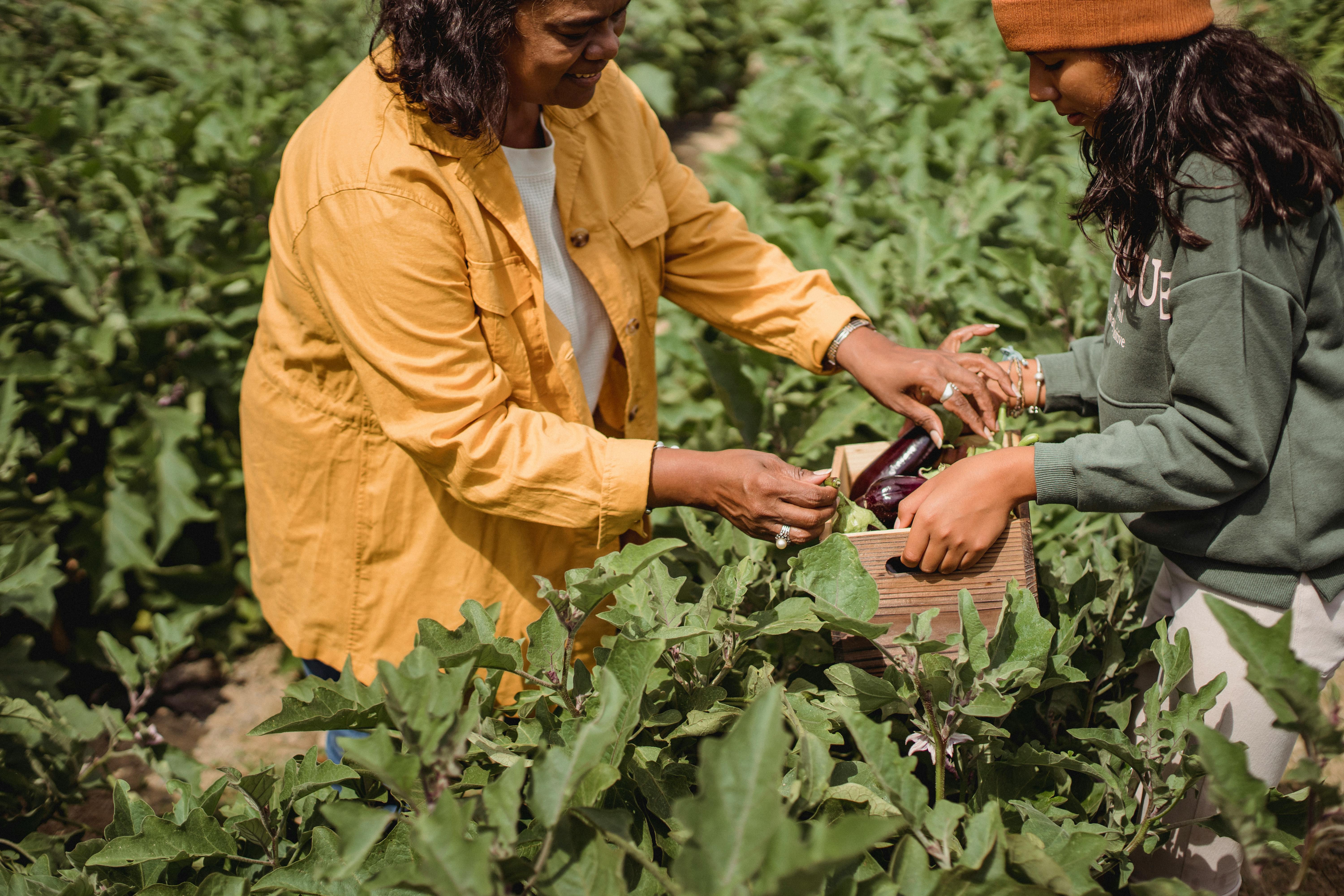 picking produce at a farm