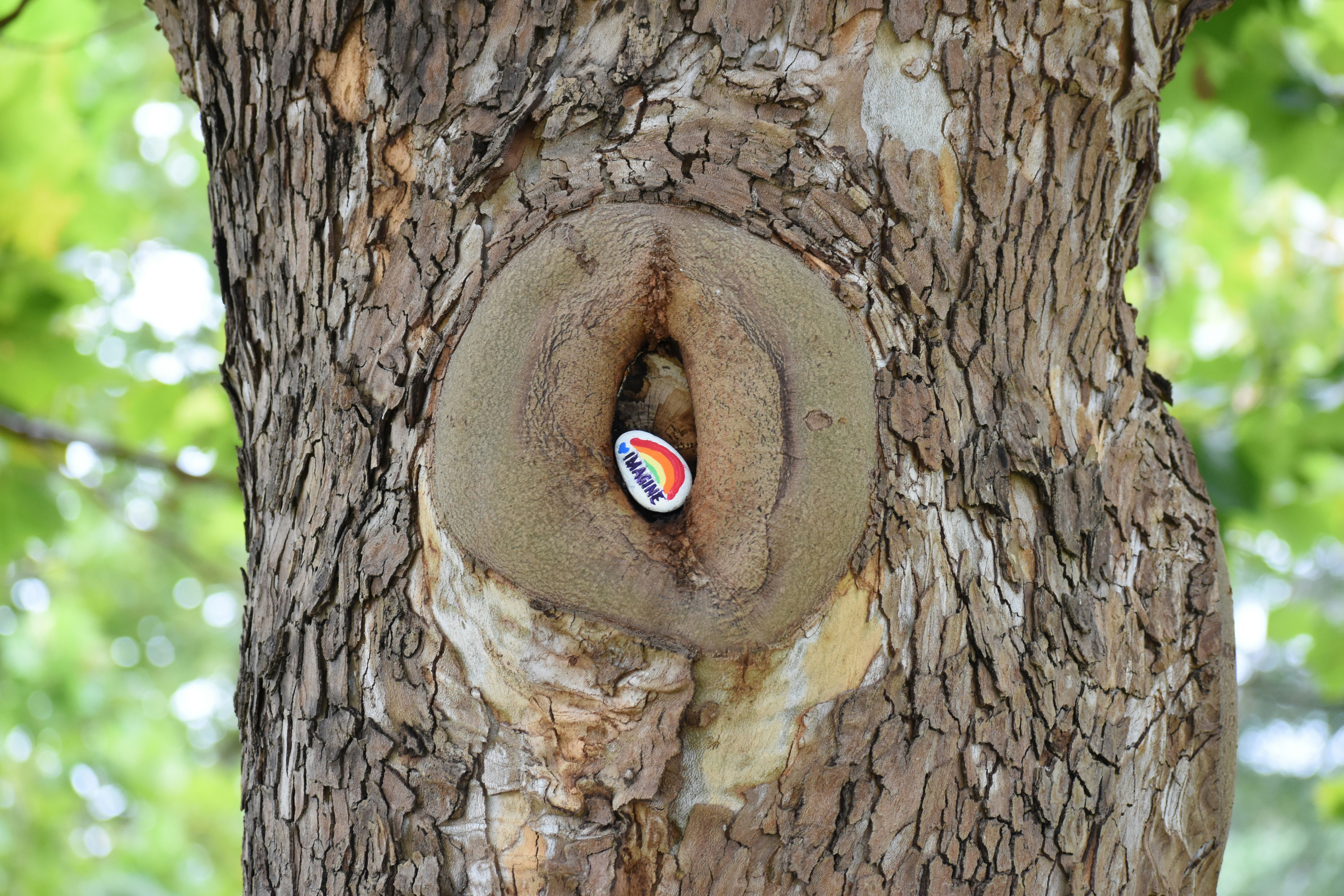 painted rock tucked in a tree 