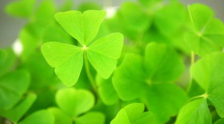 shamrock plant