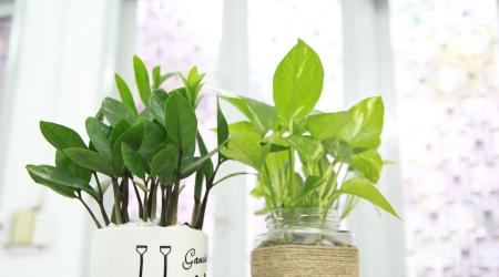 small house plants