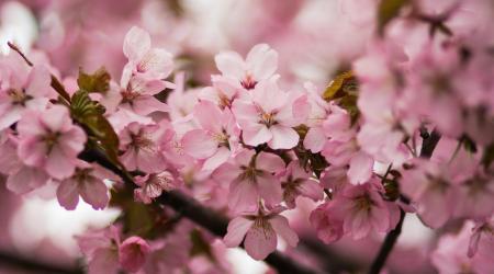 blooming cherry blossom tree