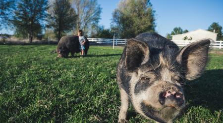 Pigs in a field