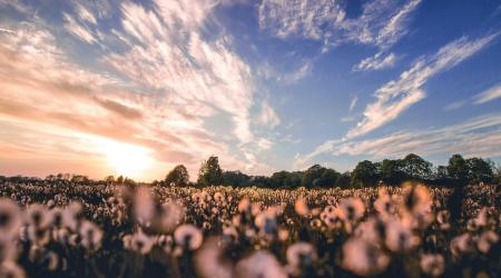 cotton field