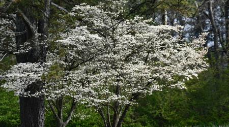 dogwood tree in a forest
