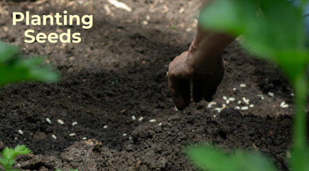 Planting Seeds