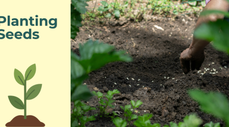 Planting seeds